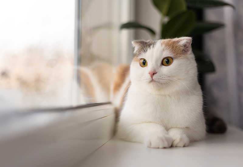 A Cat Sitting on a Window Sill