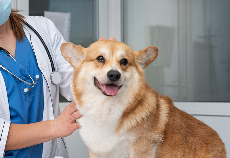 A Brown Dog with Veterinarian