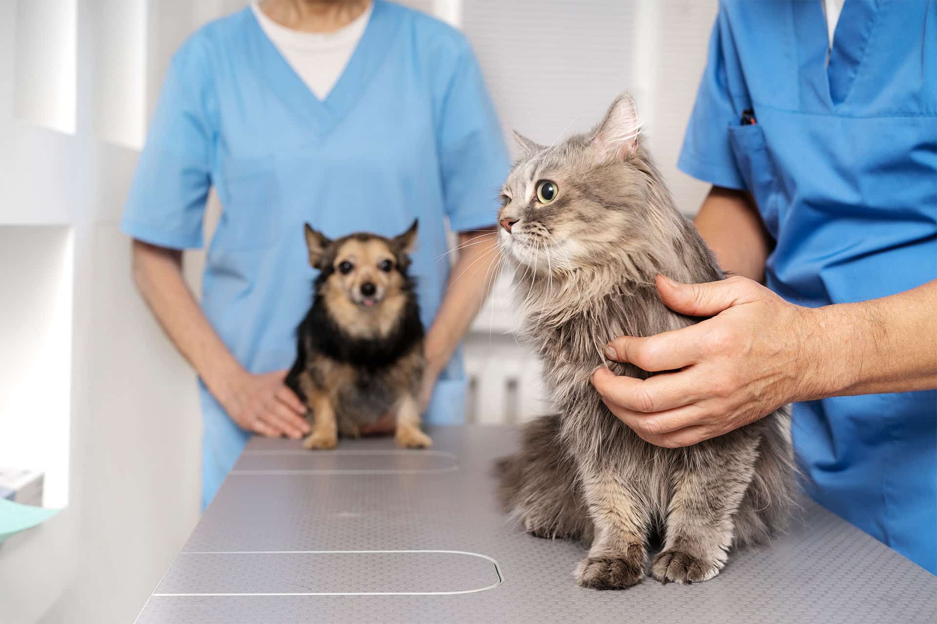 Hanahan, SC 29410 Veterinary Services | Best Friends Animal Clinic