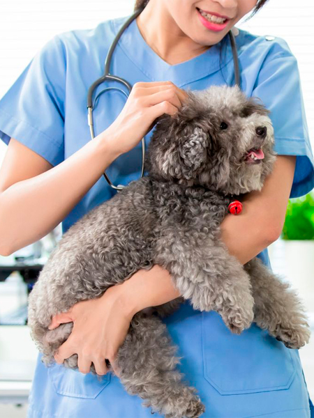 A furry dog in a vet hand