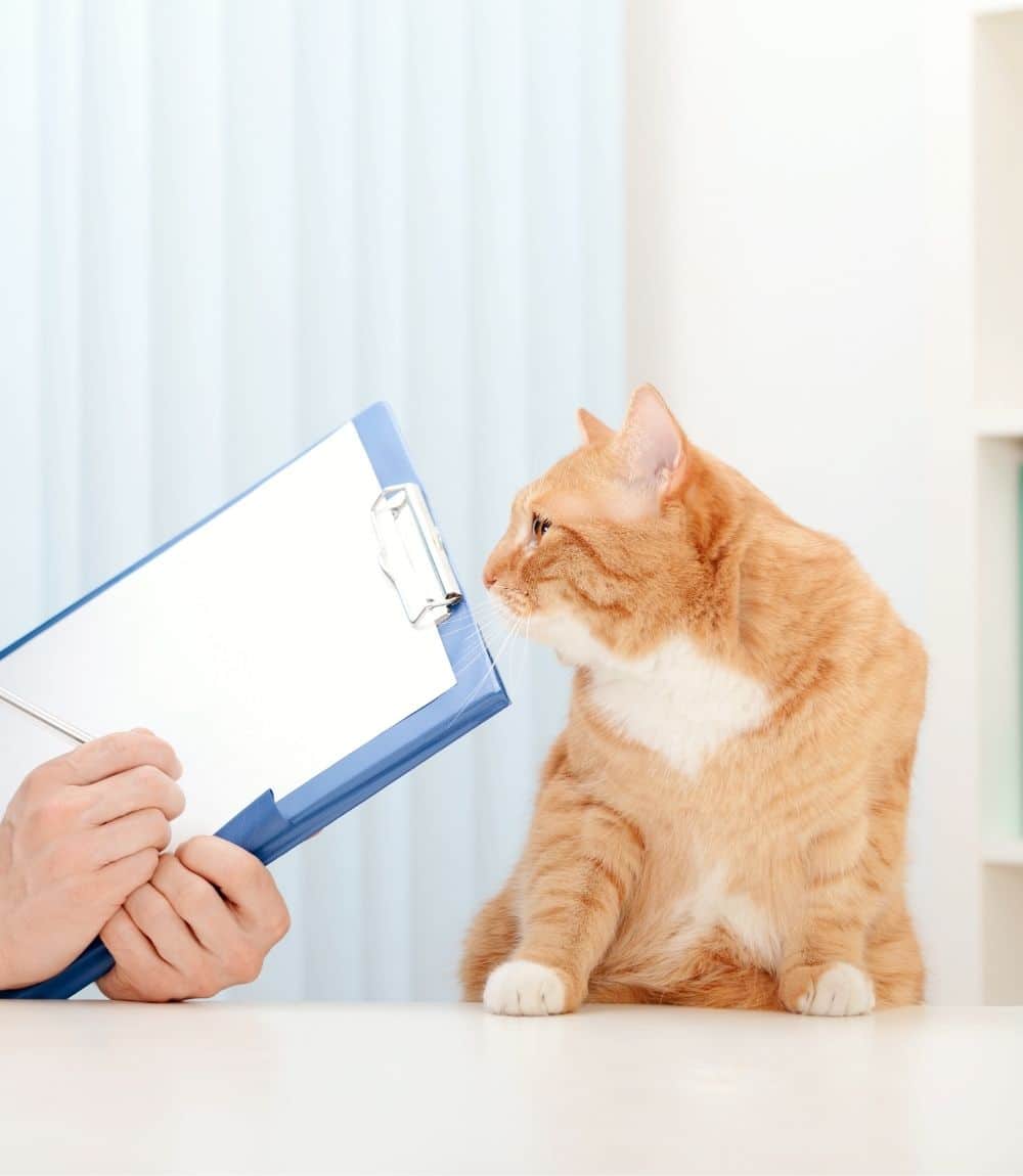 Veterinarian examining beautiful adult cat