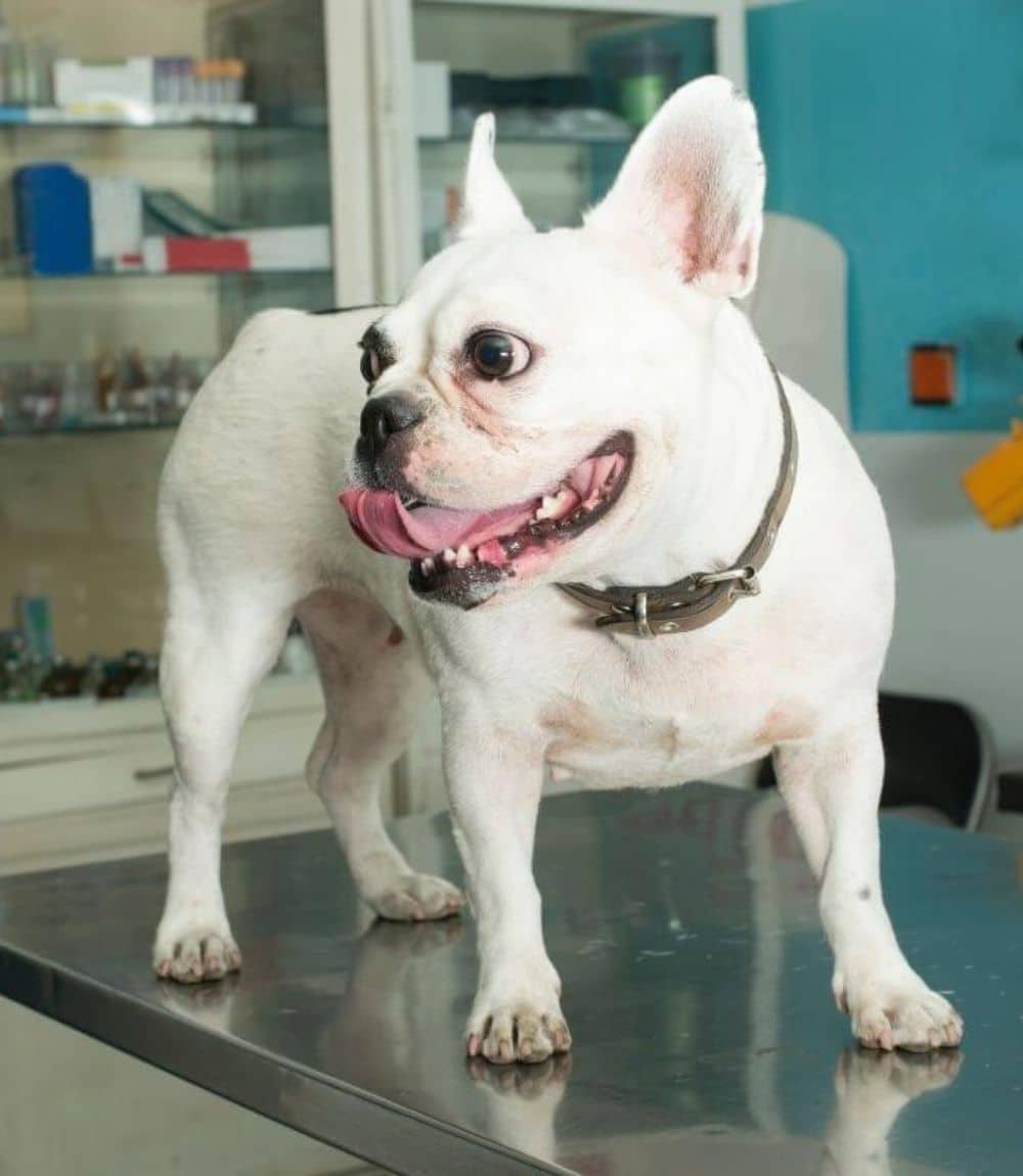 A white French bulldog is perched on a table
