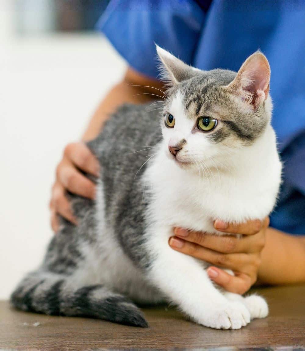 A person gently holds a cat on a table