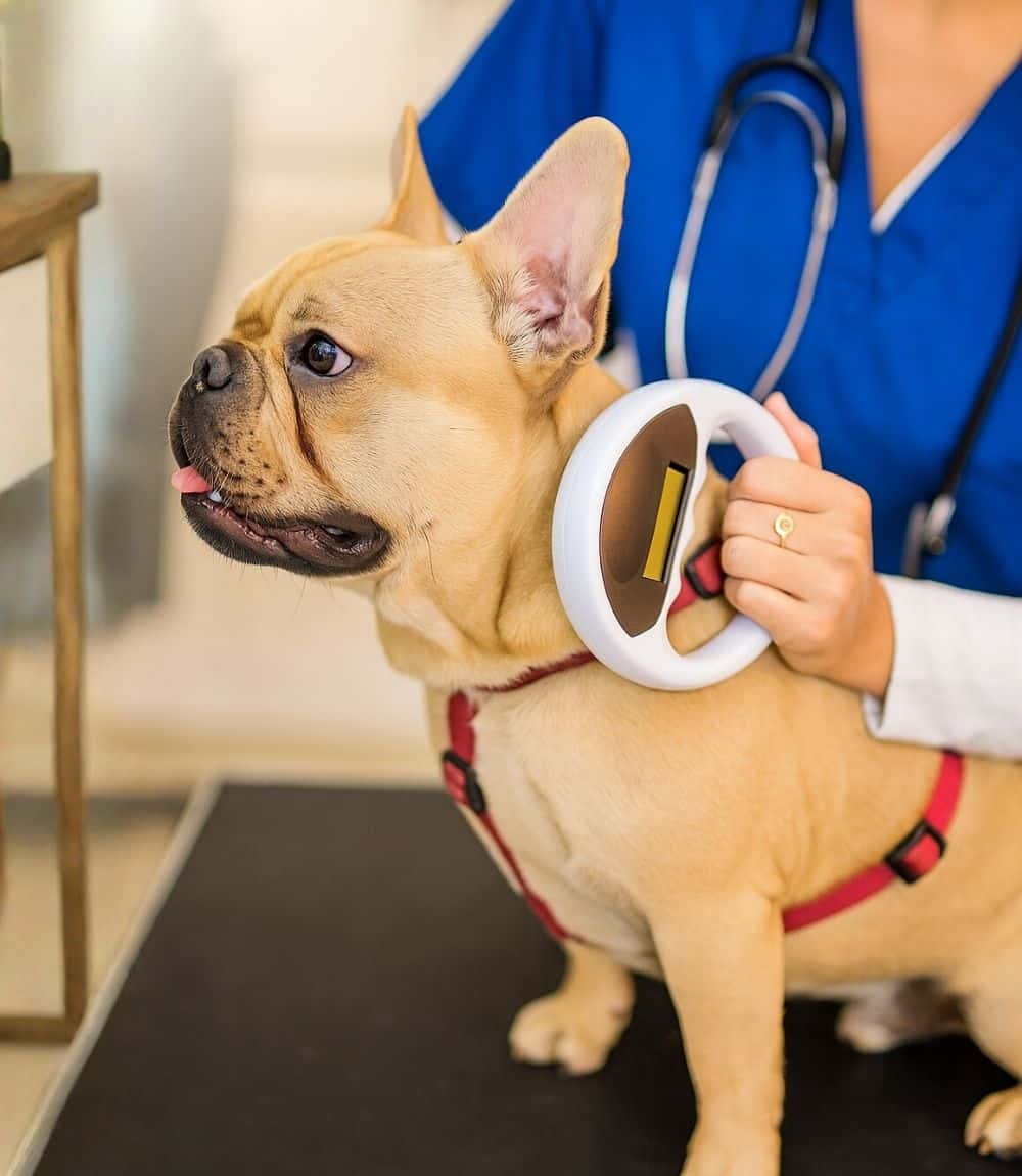 Vet scanning a dog's body for a chip