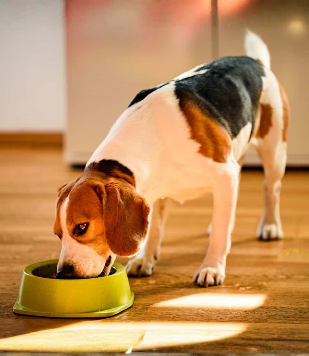 Beagle eating canned food from bowl