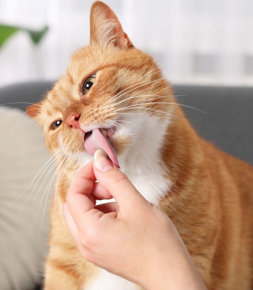 Female vet gives medication to cat during exam
