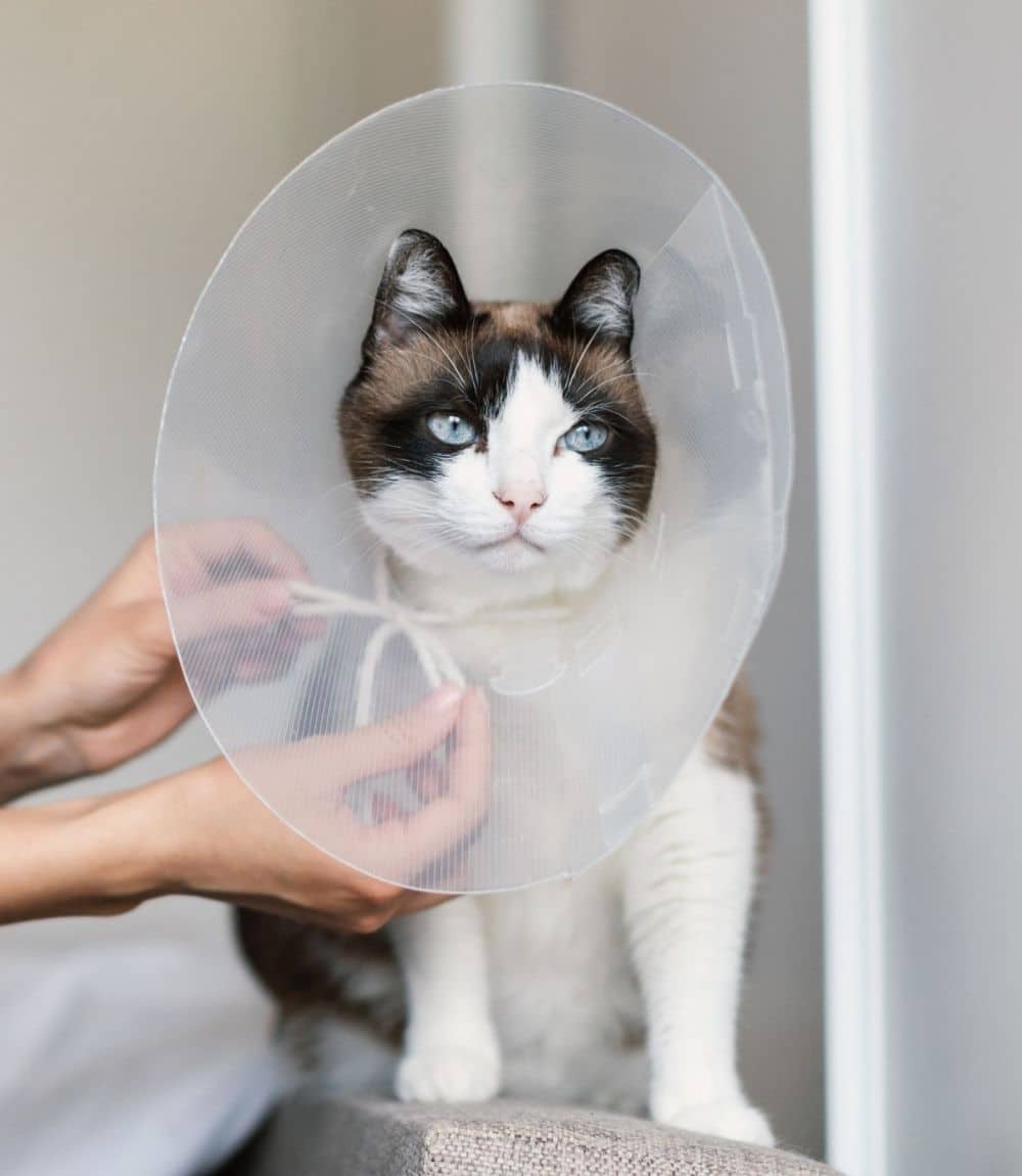 A cat wearing a protective cone around its head
