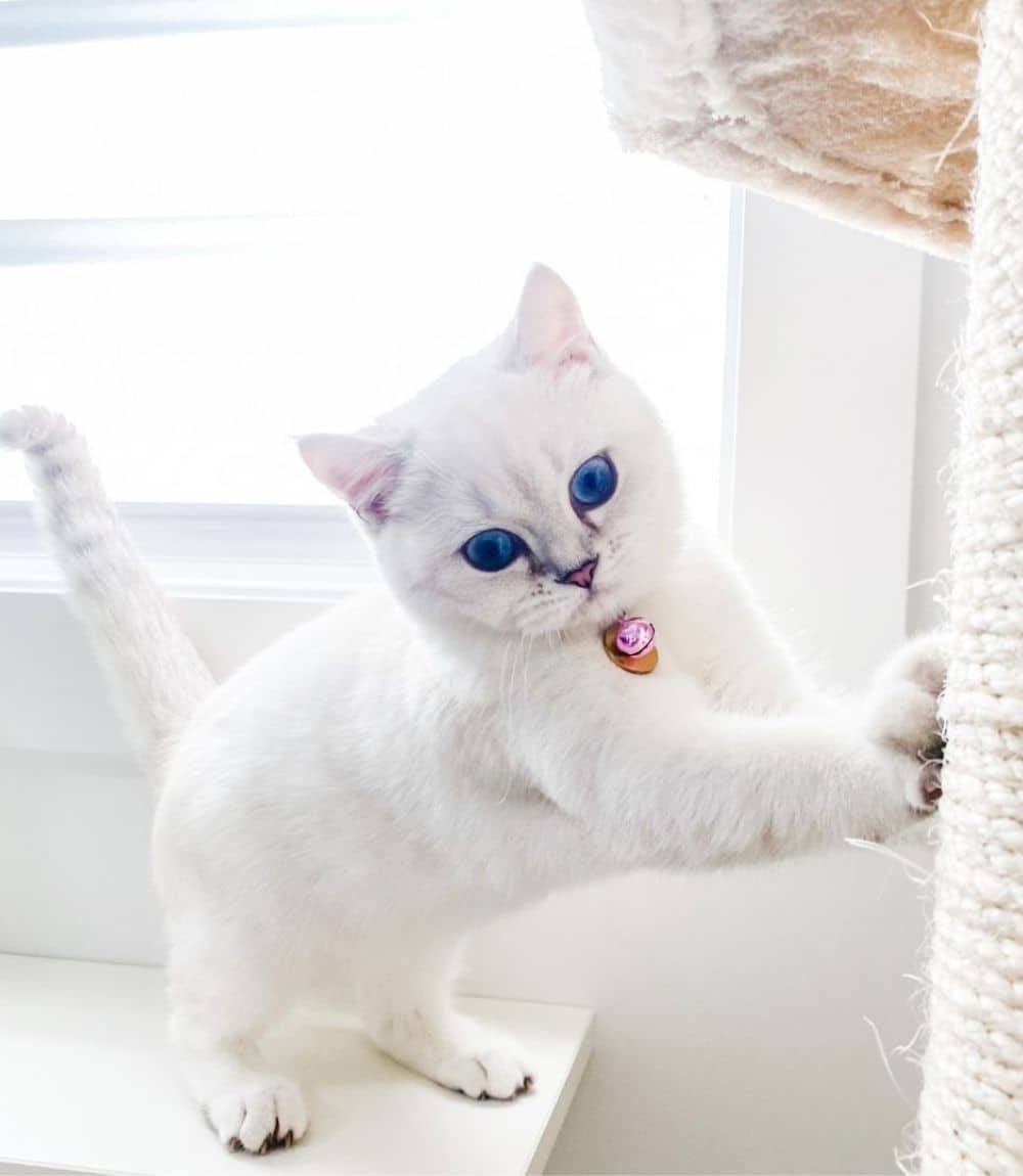 A white cat stretching