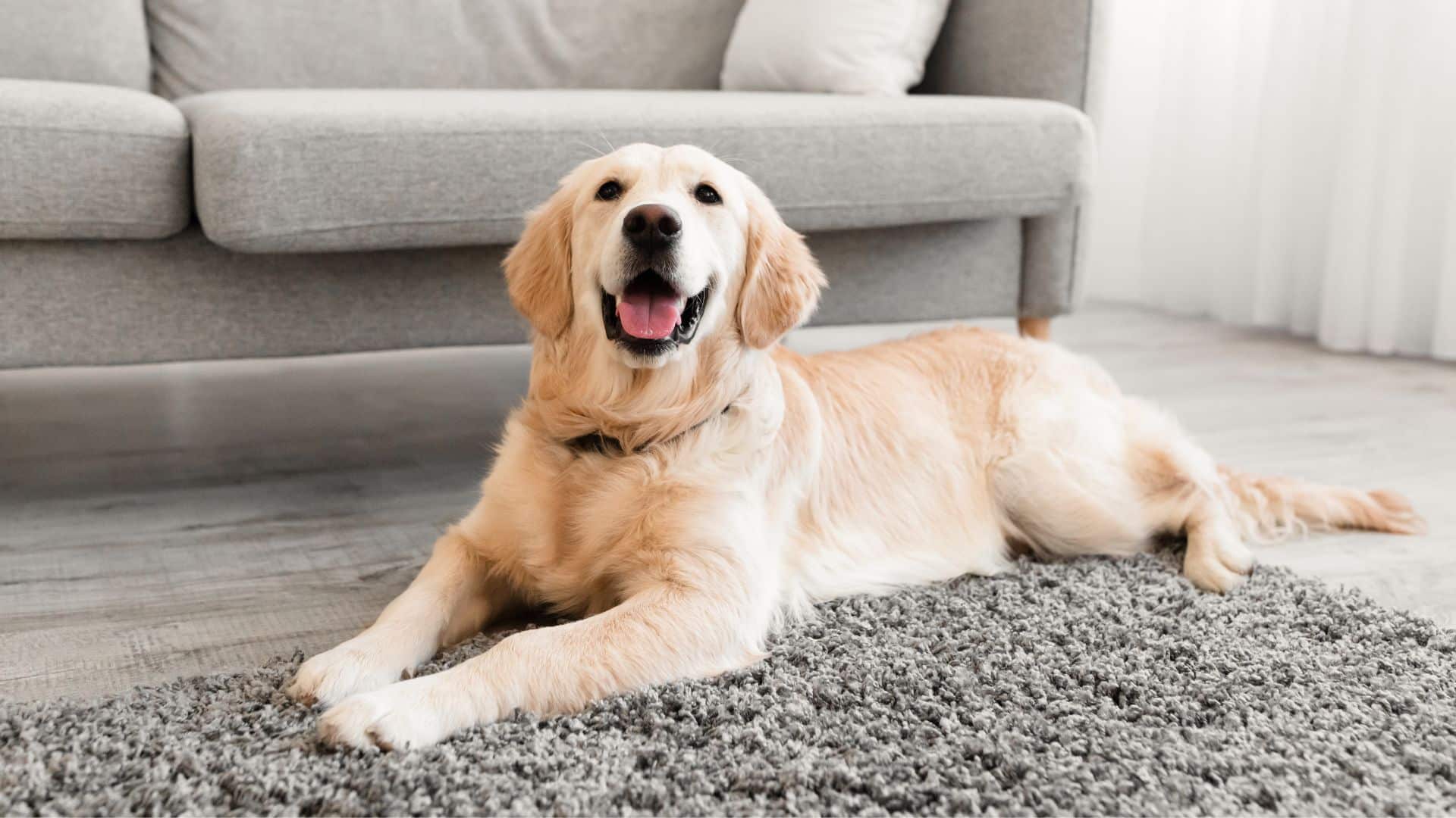 A dog sitting on a rug